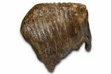 Fossil Woolly Mammoth Upper M Molar - Poland #370361-2